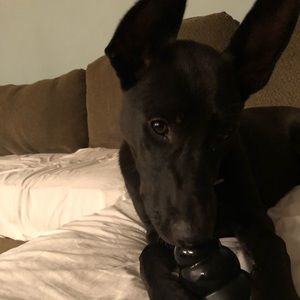 Meet your Posher, Darlene